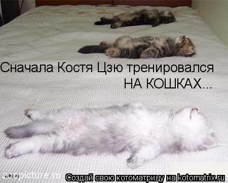 Сначала Костя Цзю тренировался НА КОШКАХ...... Котоматрица: Сначала Костя Цзю тренировался НА КОШКАХ...