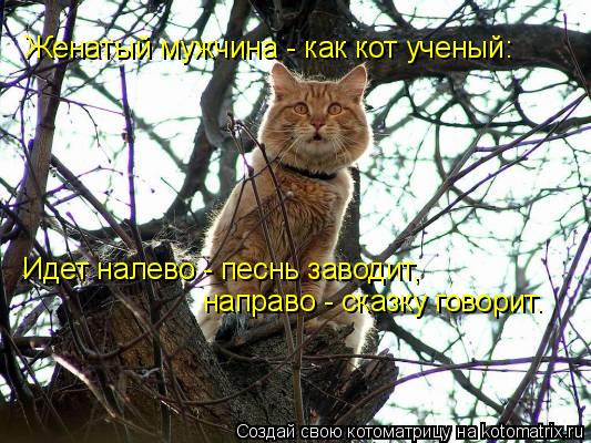 Женатый мужчина - как кот ученый: Идет налево - песнь заводит, направо - сказку говорит.... Котоматрица: Женатый мужчина - как кот ученый: Идет налево - песнь заводит, направо - сказку говорит.