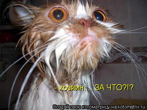 - хозяин.... ЗА ЧТО?!?... Котоматрица: - хозяин.... ЗА ЧТО?!?
