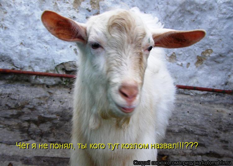 Чёт я не понял, ты кого тут козлом назвал!!!???... Котоматрица: Чёт я не понял, ты кого тут козлом назвал!!!???