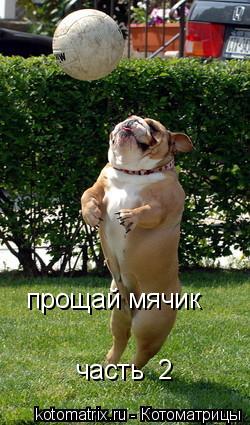 Котоматрица: прощай мячик   часть  2
