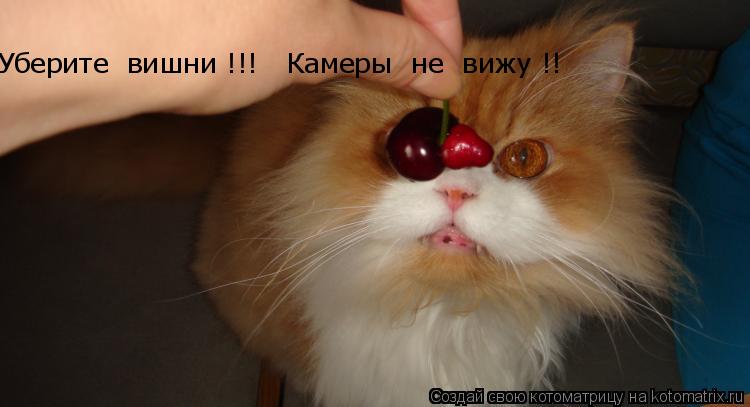 Котоматрица: Уберите  вишни !!!   Камеры  не  вижу !!