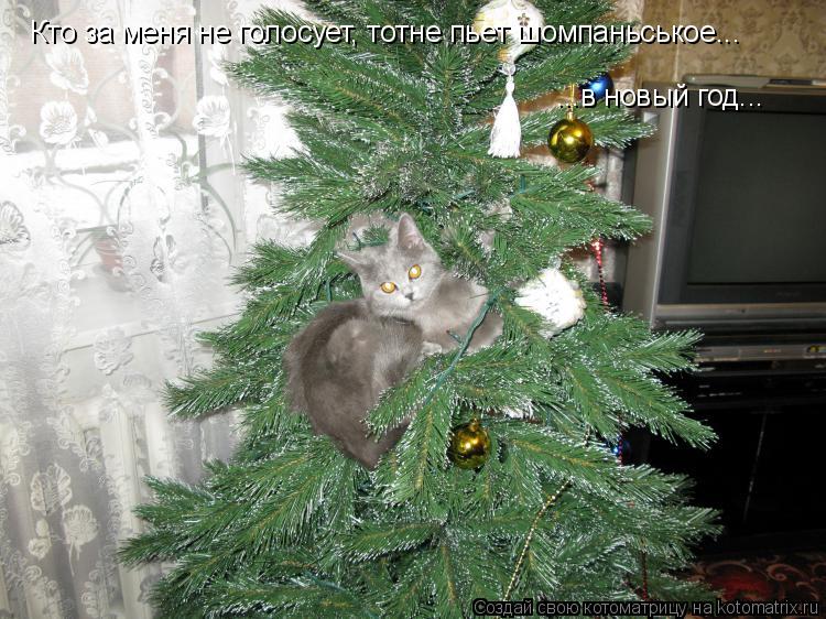 Котоматрица: Кто за меня не голосует, тотне пьет шомпаньськое... ...в новый год...