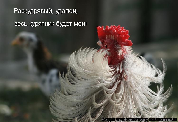 Раскудрявый, удалой, весь курятник будет мой!... Котоматрица: Раскудрявый, удалой, весь курятник будет мой!