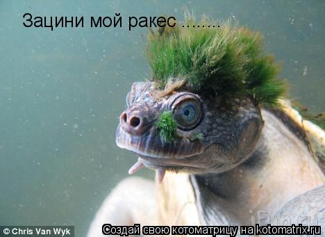 Зацини мой ракес ........... Котоматрица: Зацини мой ракес ........