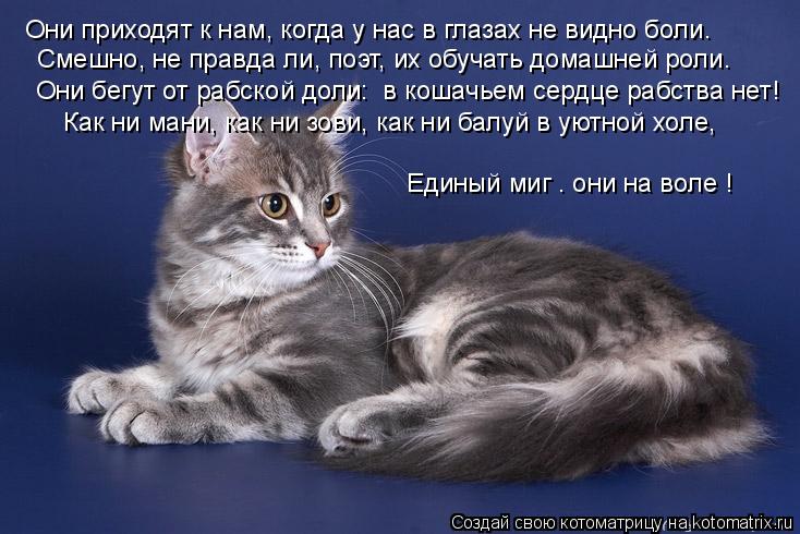 Смешно, не правда ли, поэт, их обучать домашней роли. Они приходят к нам, когда у нас в глазах не вид... Котоматрица: Смешно, не правда ли, поэт, их обучать домашней роли. Они приходят к нам, когда у нас в глазах не видно боли. Они бегут от рабской доли: в кошач