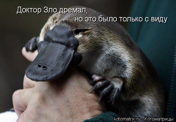 Доктор Зло дремал, но это было только с виду... Котоматрица: Доктор Зло дремал, но это было только с виду