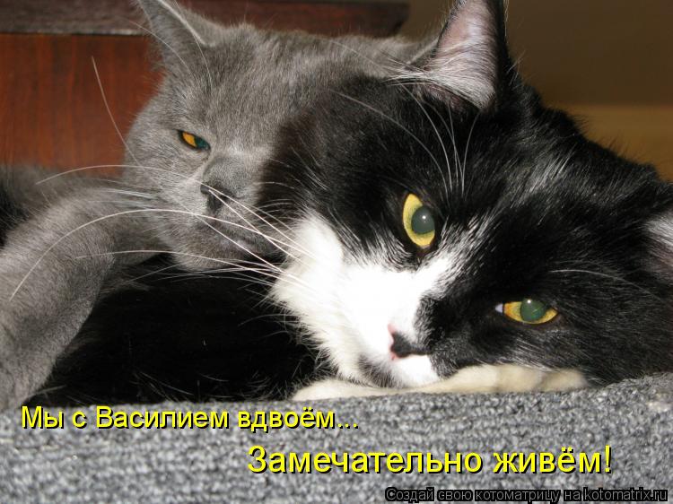 Мы с Василием вдвоём... Замечательно живём!... Котоматрица: Мы с Василием вдвоём... Замечательно живём!