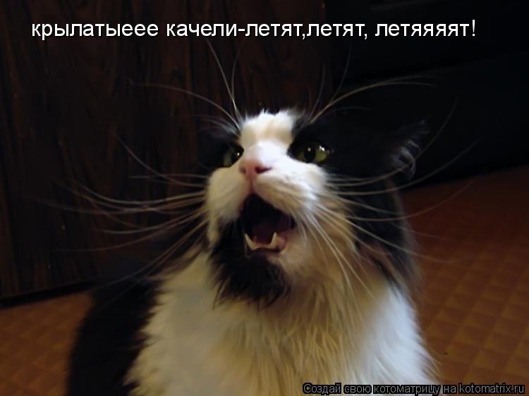 Котоматрица: крылатыеее качели-летят,летят, летяяяят!