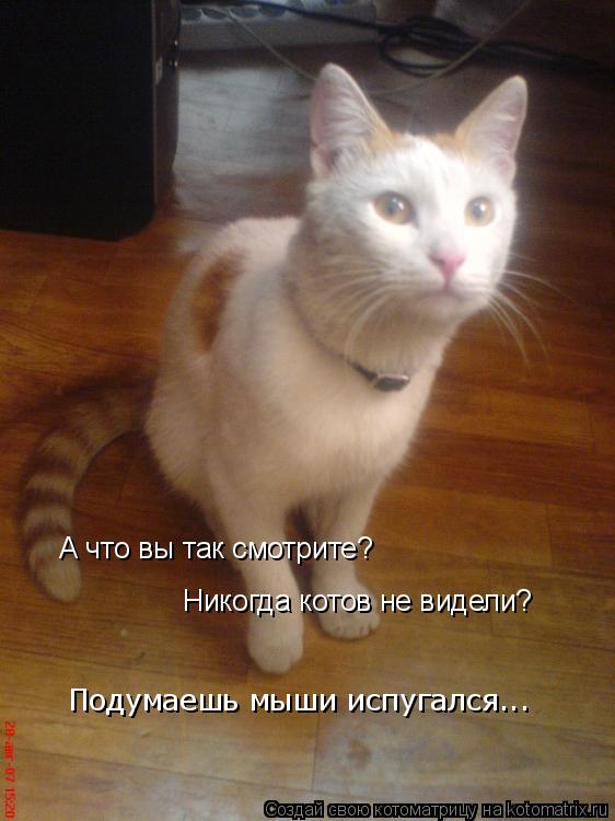 Котоматрица: А что вы так смотрите? Никогда котов не видели? Подумаешь мыши испугался...