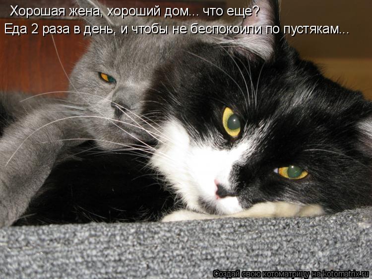 Котоматрица: Хорошая жена, хороший дом... что еще? Еда 2 раза в день, и чтобы не беспокоили по пустякам...