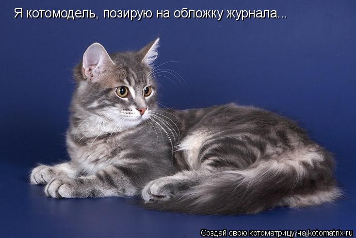 Я котомодель, позирую на обложку журнала...... Котоматрица: Я котомодель, позирую на обложку журнала...