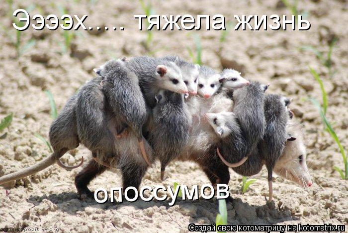 Ээээх..... тяжела жизнь опоссумов... Котоматрица: Ээээх..... тяжела жизнь опоссумов