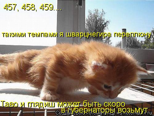 457, 458, 459.... такими темпами я шварцнегира переплюну Таво и глядиш может быть скоро в губернаторы... Котоматрица: 457, 458, 459.... такими темпами я шварцнегира переплюну Таво и глядиш может быть скоро в губернаторы возьмут