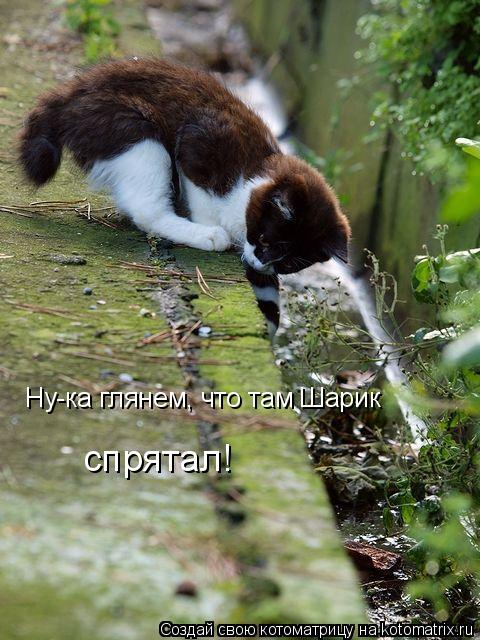 Ну-ка глянем, что там Шарик спрятал!... Котоматрица: Ну-ка глянем, что там Шарик спрятал!