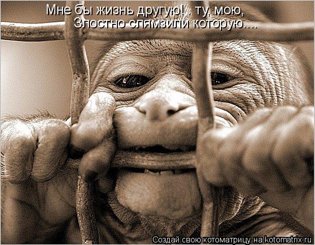 Мне бы жизнь другую! – ту, мою, Злостно слямзили которую....... Котоматрица: Мне бы жизнь другую! – ту, мою, Злостно слямзили которую....