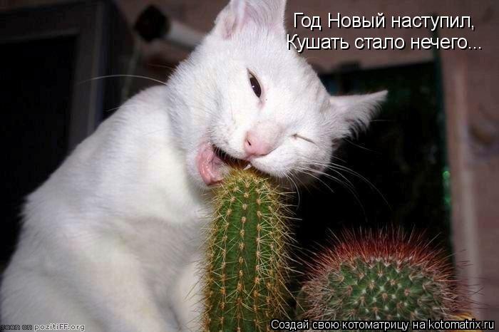 Год Новый наступил, Кушать стало нечего...... Котоматрица: Год Новый наступил, Кушать стало нечего...
