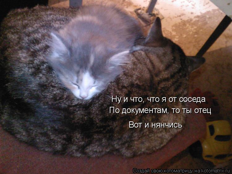 Ну и что, что я от соседа По документам, то ты отец Вот и нянчись... Котоматрица: Ну и что, что я от соседа По документам, то ты отец Вот и нянчись