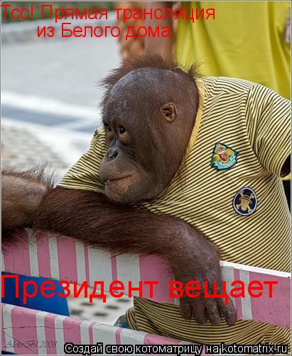 Тсс! Прямая трансляция из Белого дома Президент вещает... Котоматрица: Тсс! Прямая трансляция из Белого дома Президент вещает