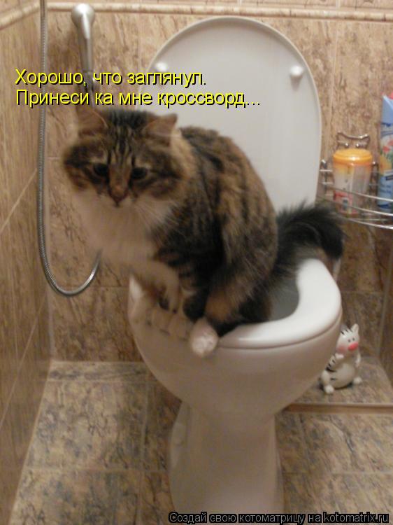 Хорошо, что заглянул. Принеси ка мне кроссворд...... Котоматрица: Хорошо, что заглянул. Принеси ка мне кроссворд...