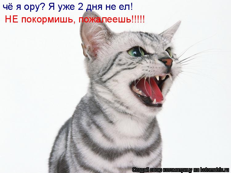 чё я ору? Я уже 2 дня не ел! НЕ покормишь, пожалеешь!!!!!... Котоматрица: чё я ору? Я уже 2 дня не ел! НЕ покормишь, пожалеешь!!!!!