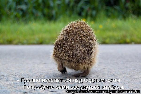 - Грешно издеваться над бедным ежом Попробуйте сами свернуться клубком...... Котоматрица: - Грешно издеваться над бедным ежом Попробуйте сами свернуться клубком...