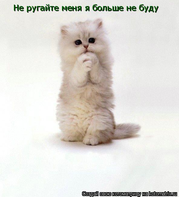 Не ругайте меня я больше Не ругайте меня я больше не буду... Котоматрица: Не ругайте меня я больше Не ругайте меня я больше не буду