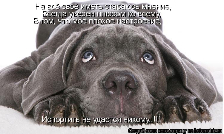 На всё своё иметь стараюсь мнение, Всегда уверен плюсом ко всему, В том, что моё плохое настроение... Котоматрица: На всё своё иметь стараюсь мнение, Всегда уверен плюсом ко всему, В том, что моё плохое настроение, Испортить не удастся никому..!!!