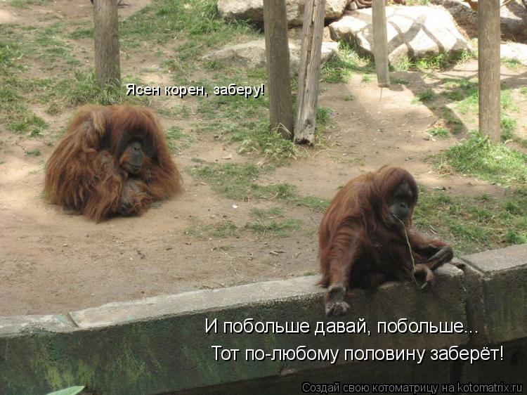Котоматрица: И побольше давай, побольше... Тот по-любому половину заберёт! Ясен корен, заберу!