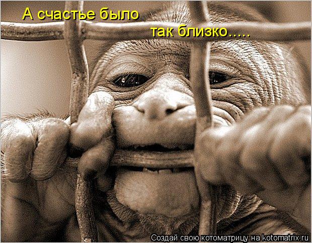 Котоматрица: А счастье было так близко.....