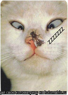 zzzzzzz... Котоматрица: zzzzzzz