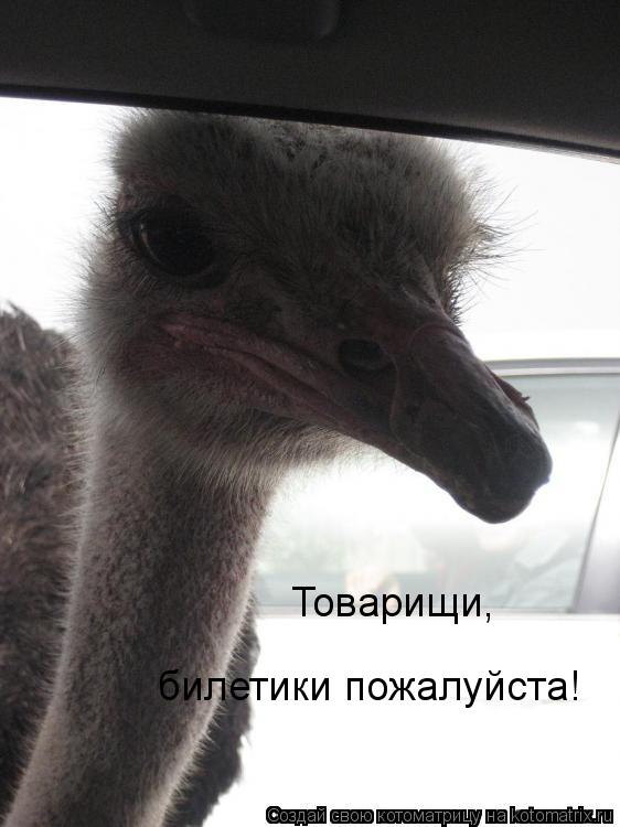 Котоматрица: Товарищи, билетики пожалуйста!