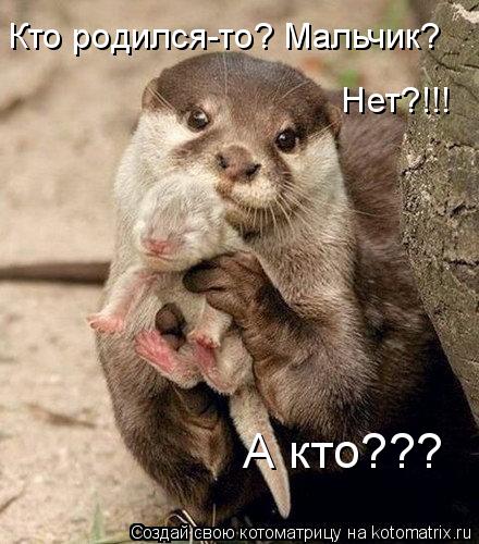 Кто родился-то? Мальчик? Нет?!!! А кто???... Котоматрица: Кто родился-то? Мальчик? Нет?!!! А кто???