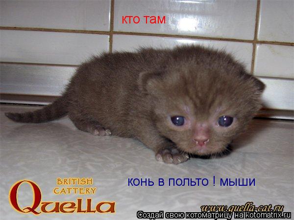 Котоматрица: кто там конь в польто ! мыши