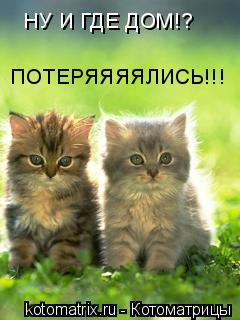 Котоматрица: НУ И ГДЕ ДОМ!? ПОТЕРЯЯЯЯЛИСЬ!!!