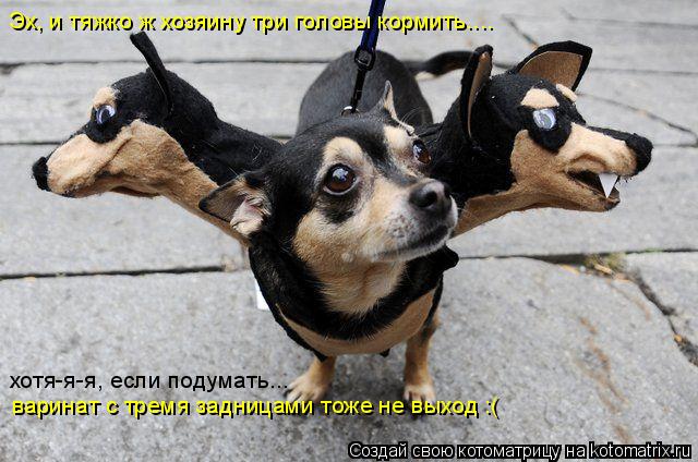 Эх, и тяжко ж хозяину три головы кормить.... хотя-я-я, если подумать... варинат с тремя задницами тож... Котоматрица: Эх, и тяжко ж хозяину три головы кормить.... хотя-я-я, если подумать... варинат с тремя задницами тоже не выход :(