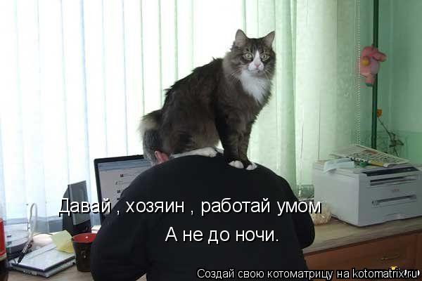 Давай , хозяин , работай умом А не до ночи.... Котоматрица: Давай , хозяин , работай умом А не до ночи.