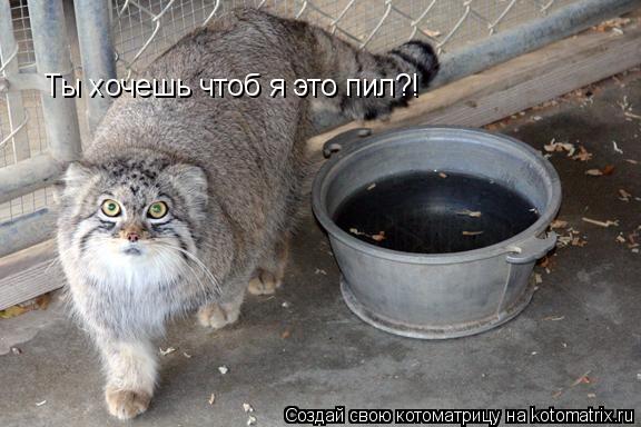 Котоматрица: Ты хочешь чтоб я это пил?!