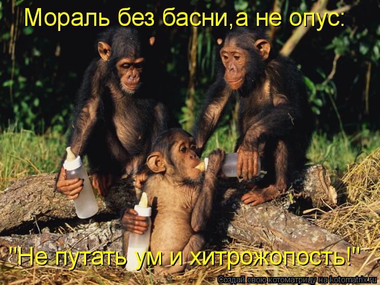 Мораль без басни,а не опус: "Не путать ум и хитрожопость!"... Котоматрица: Мораль без басни,а не опус: "Не путать ум и хитрожопость!"