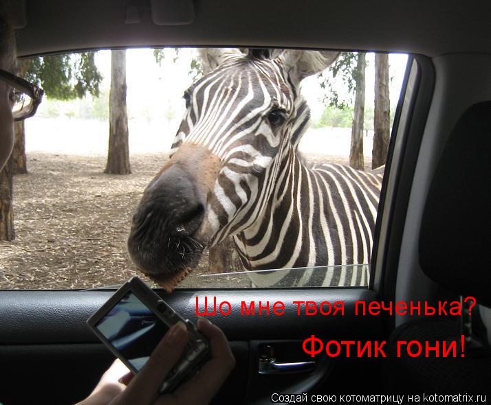 Котоматрица: Шо мне твоя печенька? Фотик гони!
