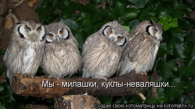 Мы - милашки, куклы-неваляшки...... Котоматрица: Мы - милашки, куклы-неваляшки...