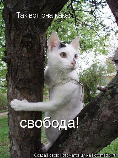 Так вот она какая свобода!... Котоматрица: Так вот она какая свобода!