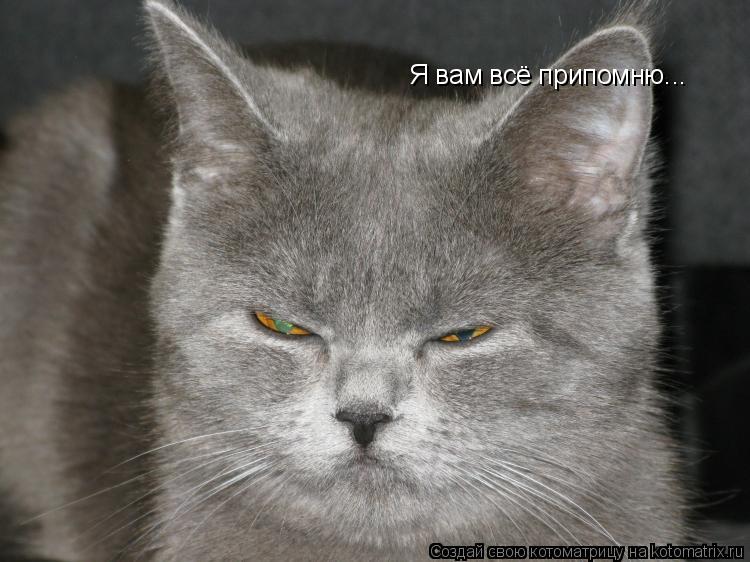 Котоматрица: Я вам всё припомню...