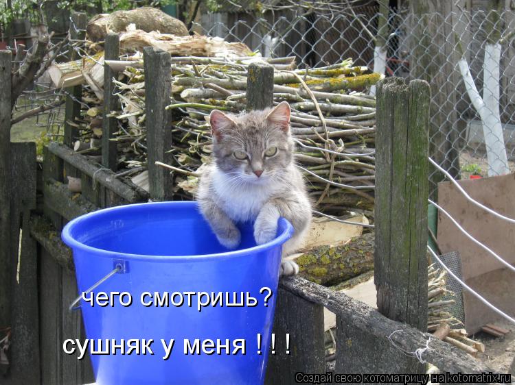 чего смотришь? сушняк у меня ! ! !... Котоматрица: чего смотришь? сушняк у меня ! ! !