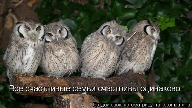 Котоматрица: Все счастливые семьи счастливы одинаково