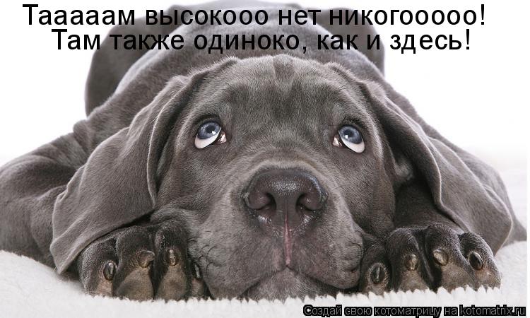 Тааааам высокооо нет никогооооо! Там также одиноко, как и здесь!... Котоматрица: Тааааам высокооо нет никогооооо! Там также одиноко, как и здесь!