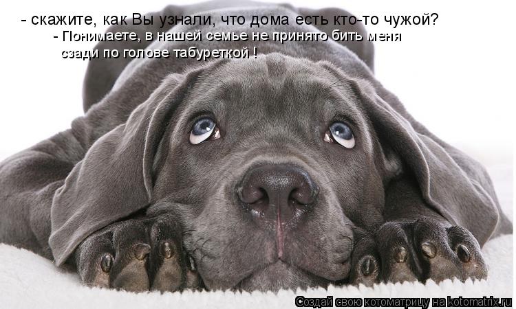Котоматрица: - скажите, как Вы узнали, что дома есть кто-то чужой?  - Понимаете, в нашей семье не принято бить меня  сзади по голове табуреткой !