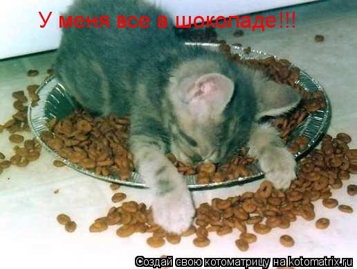 Котоматрица: У меня все в шоколаде!!!