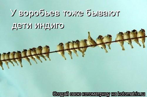 У воробьев тоже бывают дети индиго... Котоматрица: У воробьев тоже бывают дети индиго