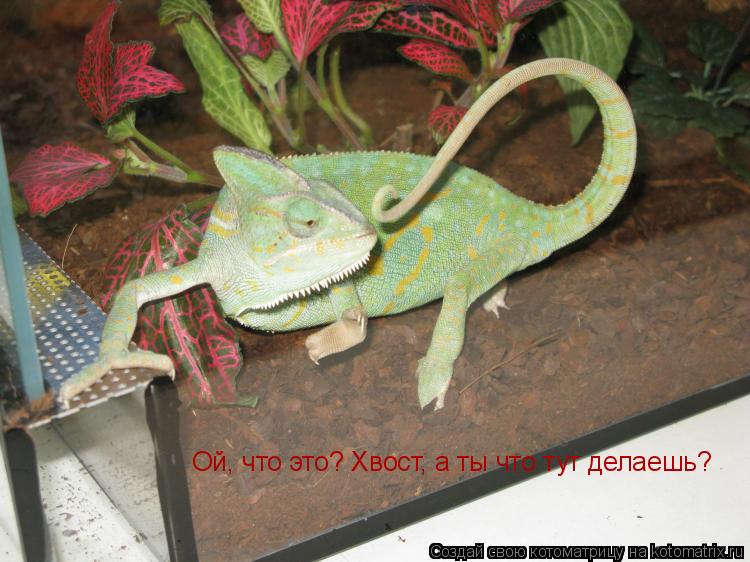 Ой, что это? Хвост, а ты что тут делаешь?... Котоматрица: Ой, что это? Хвост, а ты что тут делаешь?